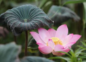 Advanced Lotus365 App Features Review 2027: Bonus, App, Withdrawal Tested